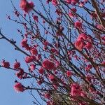 Prunus mume Blüte