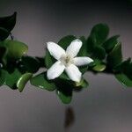 Randia aculeata Цветок