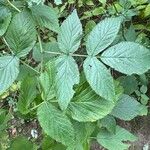 Rubus occidentalisFolio