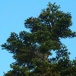 Abies nebrodensis 其他