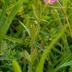 Centaurium pulchellum Агульны выгляд