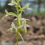 Platanthera bifoliaFlor