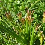 Gagea fragifera 果実