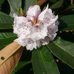 Rhododendron uvariifolium Flor