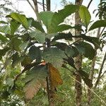 Artocarpus elasticus Лист