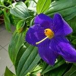 Exacum trinervium Blüte