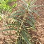 Enicostema axillare Corteza