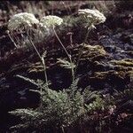 Laserpitium halleri Habit