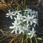 Ornithogalum gussonei Floare