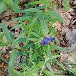 Aegonychon purpurocaeruleum Habit