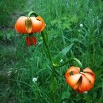 Lilium carniolicum Bloem