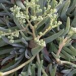 Dudleya virens Hábito