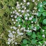 Saxifraga hirsuta Hoja