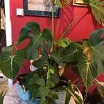 Philodendron gloriosum Fuelha