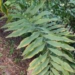 Wallichia oblongifolia Hoja