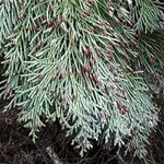 Chamaecyparis lawsoniana Лист