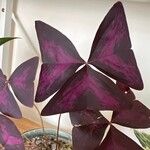 Oxalis triangularisBlad