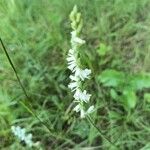 Spiranthes vernalis Květ