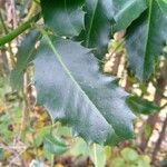 Ilex aquifolium Blad