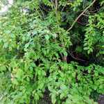 Stewartia pseudocamellia Hábito