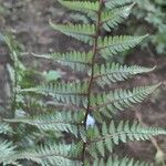 Athyrium niponicum Φύλλο