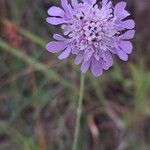 Scabiosa canescens Flors