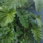 Philodendron subincisum Leaf