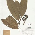 Anaxagorea brachycarpa Levél