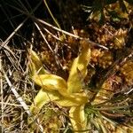 Pinguicula alpina Hoja