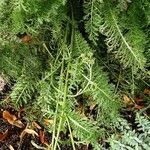 Achillea distans Hoja