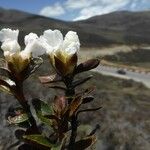 Rhododendron laudandum आदत