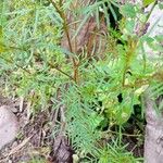 Tagetes filifolia Blatt