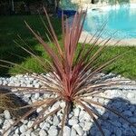 Cordyline indivisa পাতা