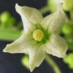 Cyclanthera langaei Цвят