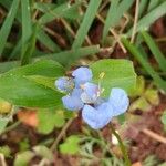 Commelina diffusa Çiçek