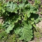 Arctium nemorosum Лист