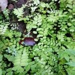 Adiantum capillus-veneris葉