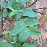 Hypericum grandifolium Lapas