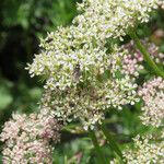 Mutellina adonidifolia 花