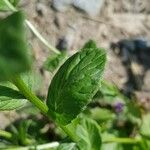 Campanula rhomboidalis Blad