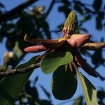 Magnolia obovata Flower