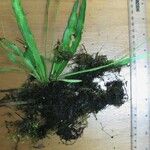 Campyloneurum angustifolium Diğer
