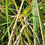 Carex divulsa Leaf