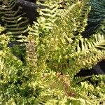 Dryopteris oreades पत्ता