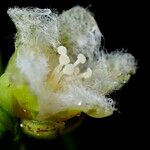 Vismia cayennensis 花