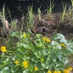 Caltha palustris Leaf