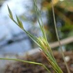 Juncus bufonius 树皮