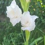 Gladiolus italicusFlower