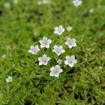 Dentella repens Voninkazo