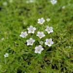 Dentella repens Flower